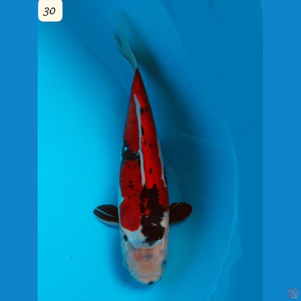 30cm Showa Doitsu Murni