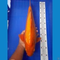 45cm male