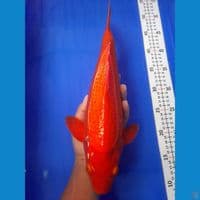 38cm male