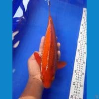 35cm