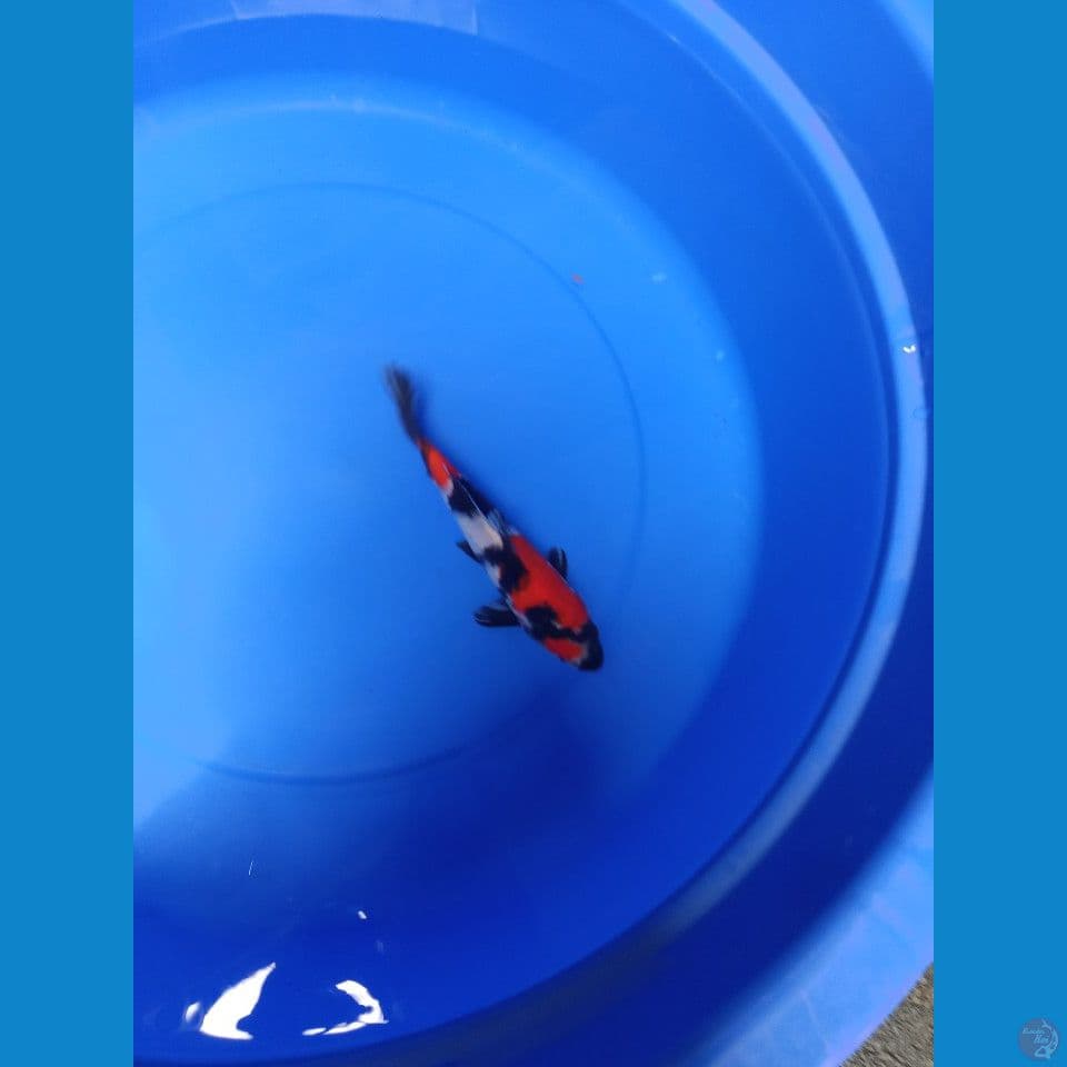 Showa Sanshoku Original Good Pattern 23cm™