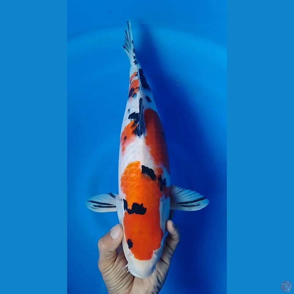 sanke mata 1 : size : 40cm.f