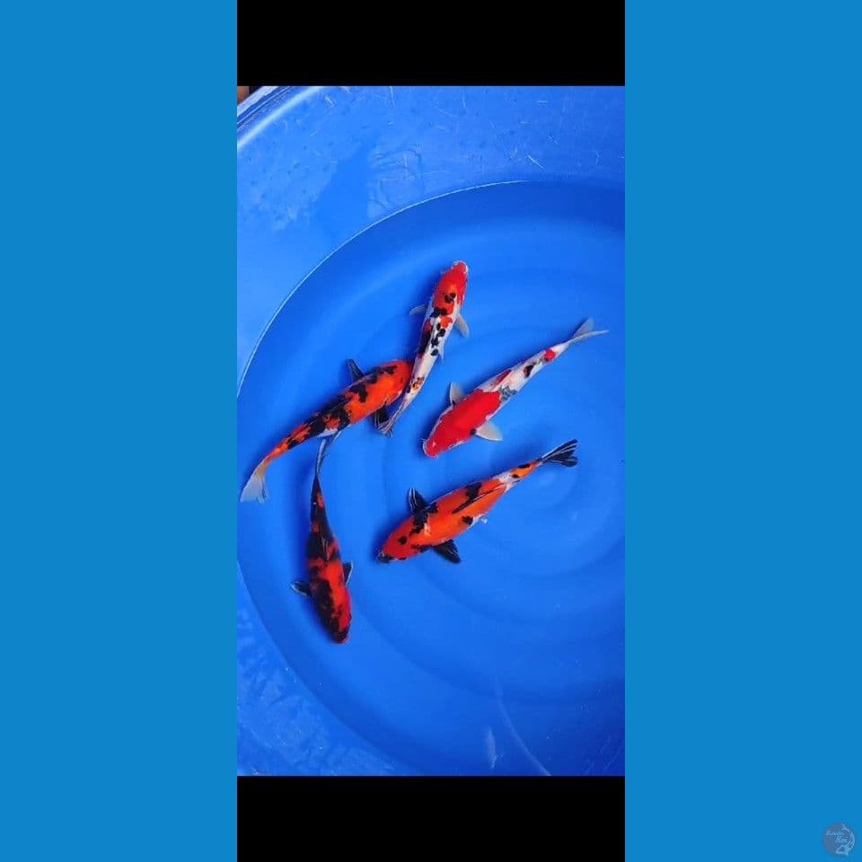 mix