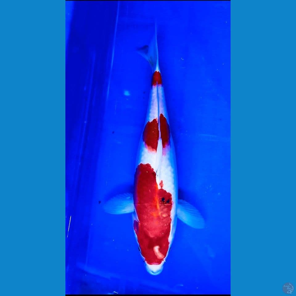 showa 30 cm