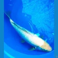 shiromuji gindrin 50 cm