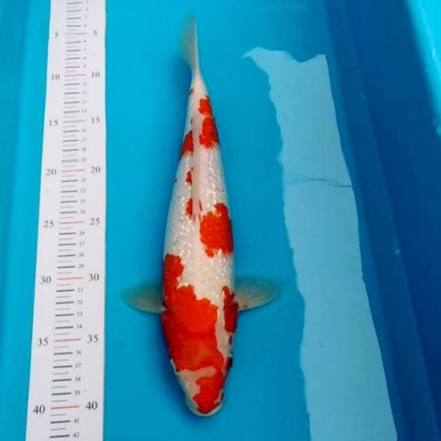 Kohaku torpedo ginrin halus