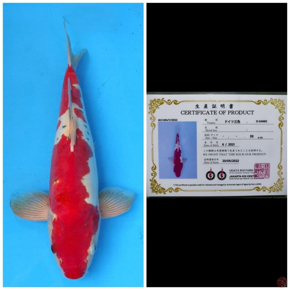 Ogata Sanke Doitsu
