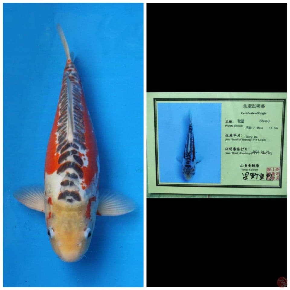 Yamaju Shusui