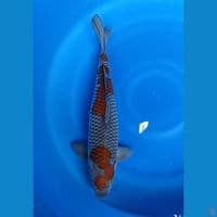 ochiba sigure 45 male