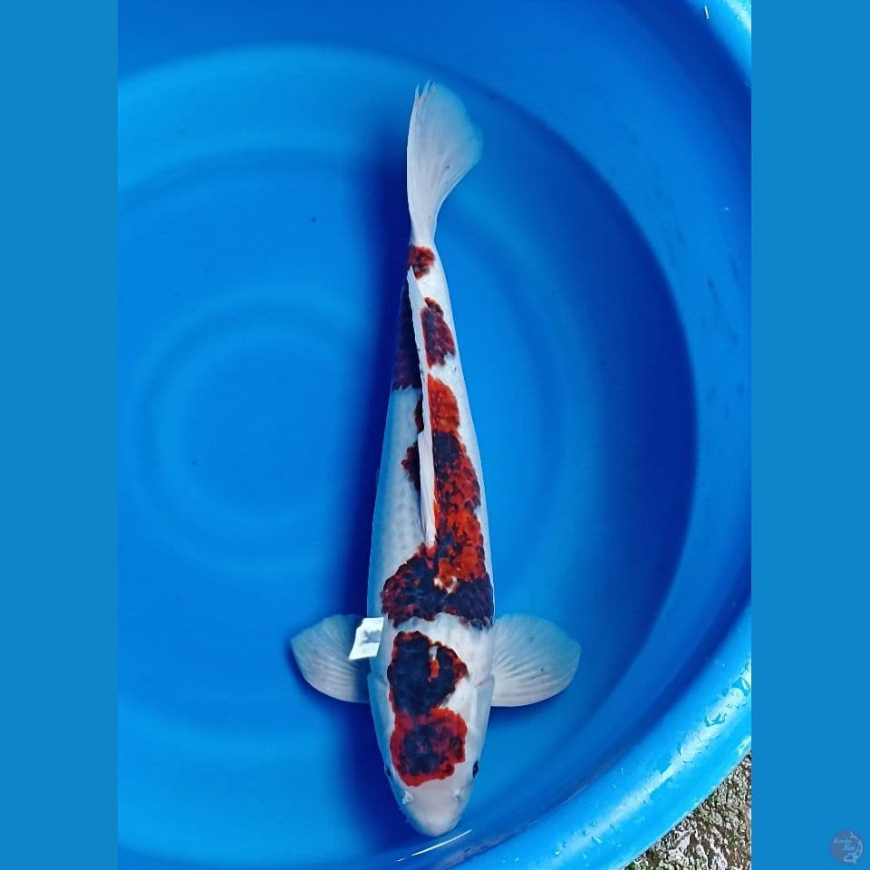 goromo 50 cm male
