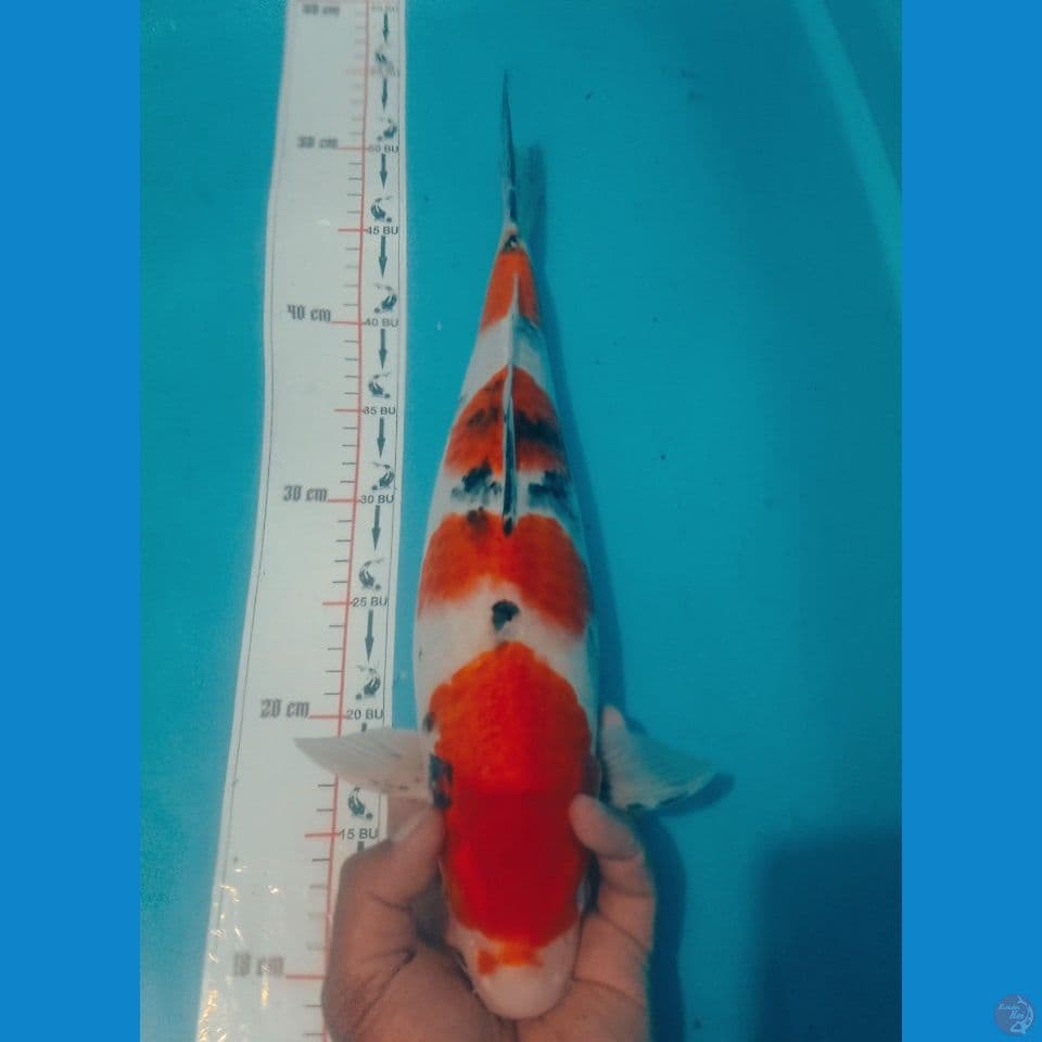 SANKE 42CM