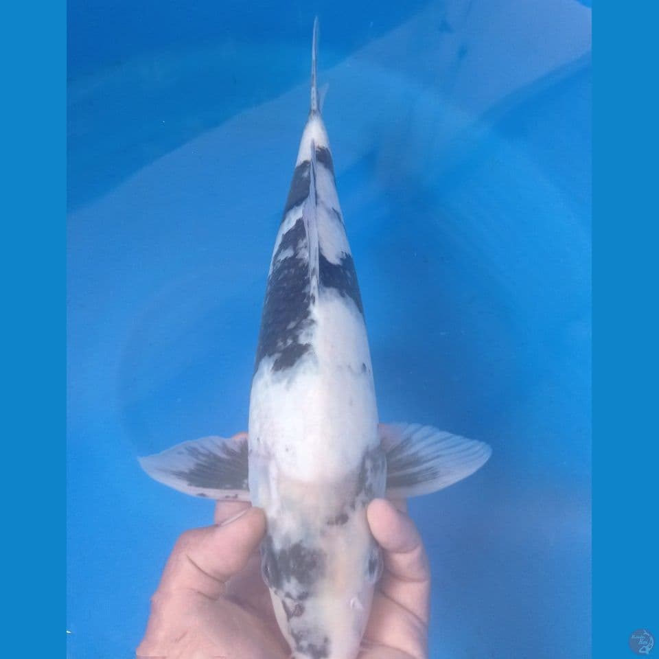 TATEGOI 42CM