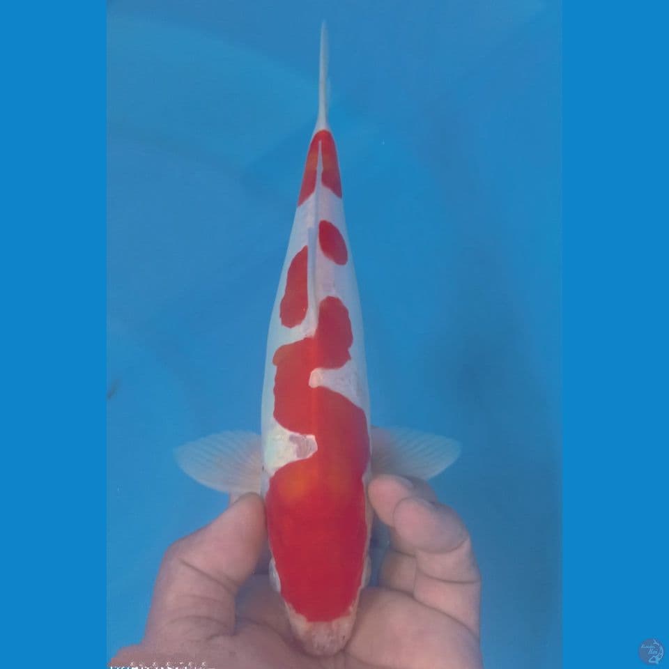 DOITSU 29CM
