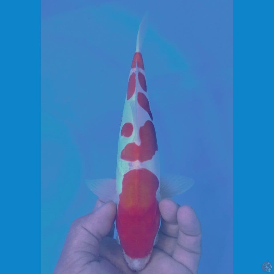 DOITSU 29CM