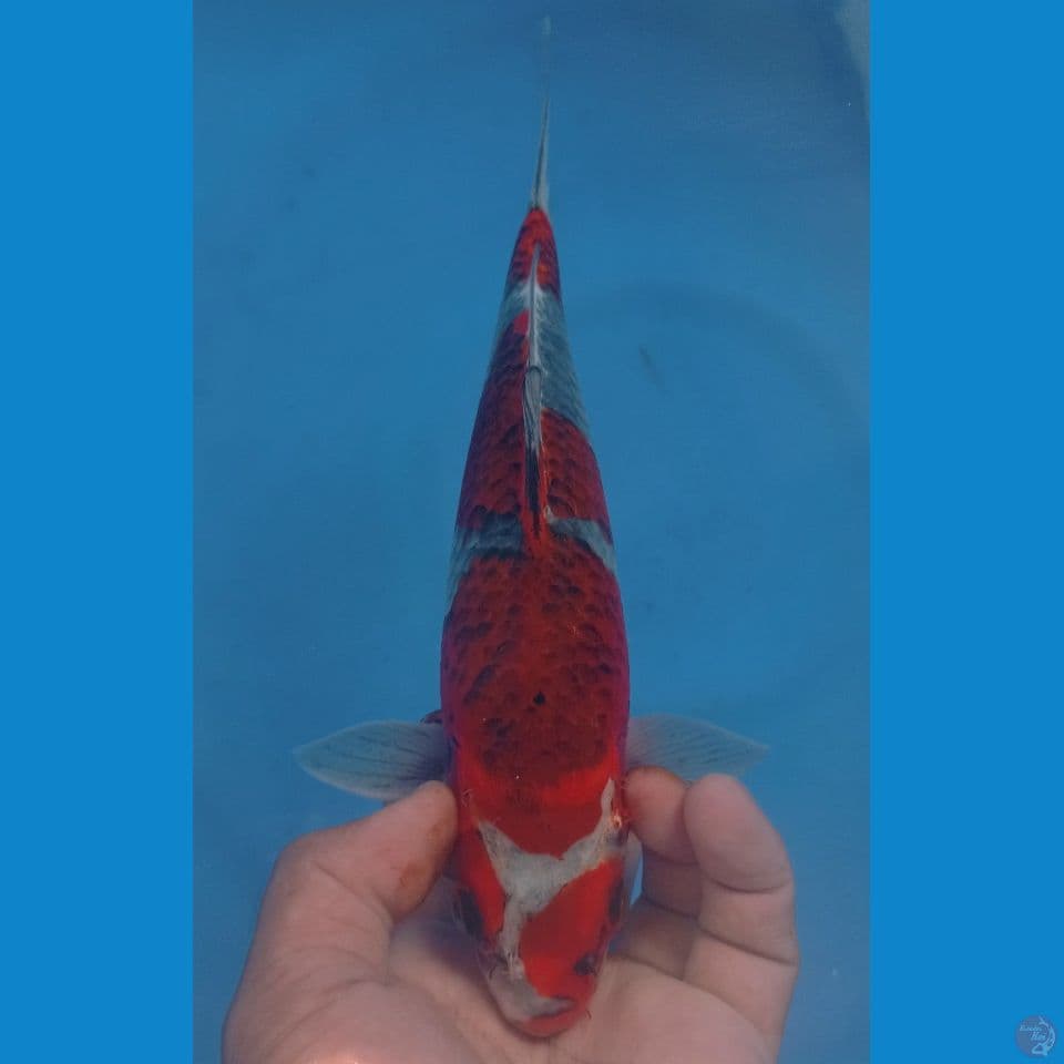 GOSHIKI 30CM
