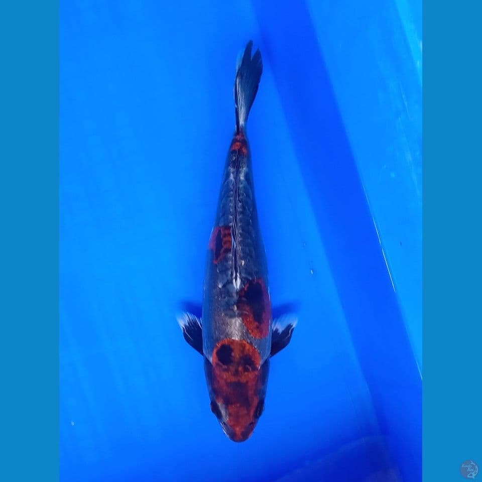 BENI KIKO 27CM