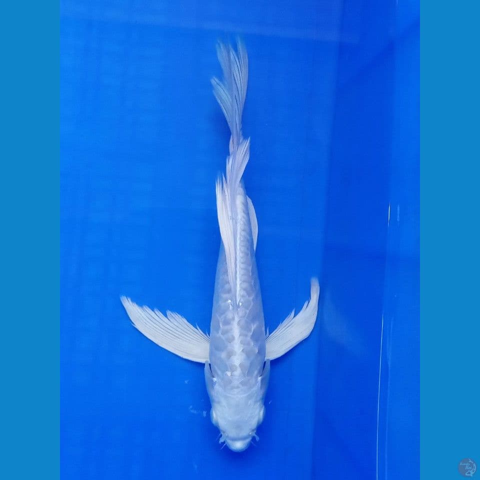 PLATINUM SLAYER ARAGOKE 25CM