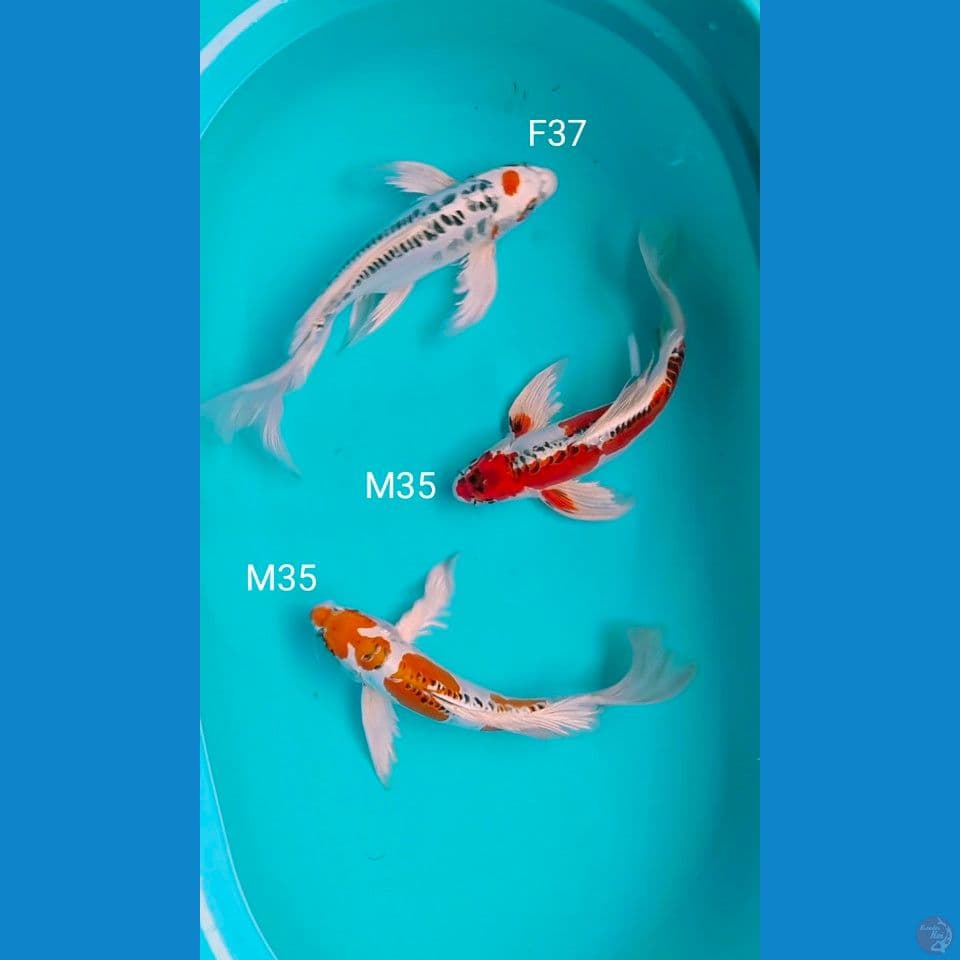 kumpay 35_35_37cm