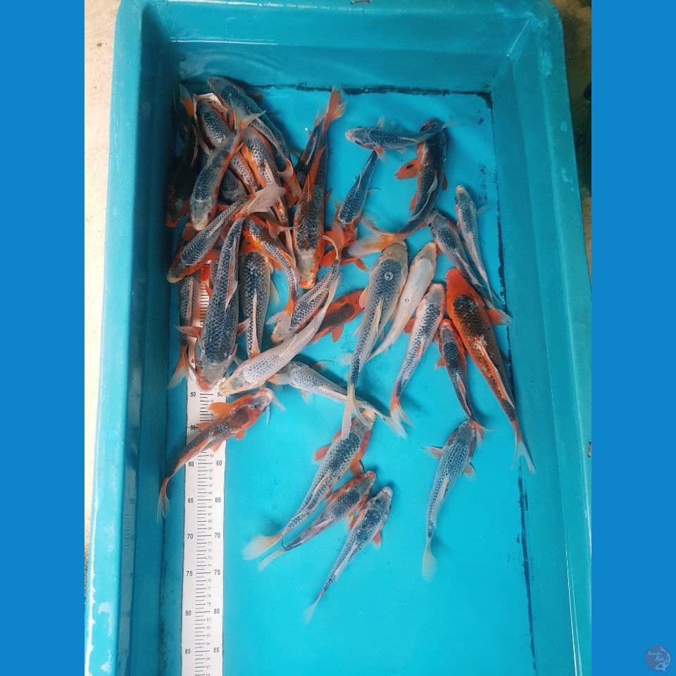 PAKET ASAGI (20-33 CM) 34 EKOR