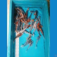 PAKET ASAGI (20-33 CM) 34 EKOR