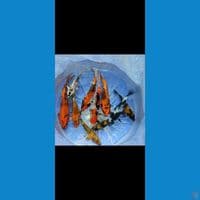 paket kin showa mix hiutsuri 10 ekor 15-23cm
