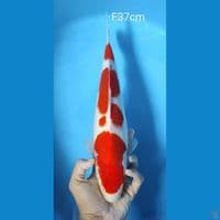 kohaku 3 step