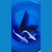 23-35cm BLACK SURAGOI MIX SLEYER