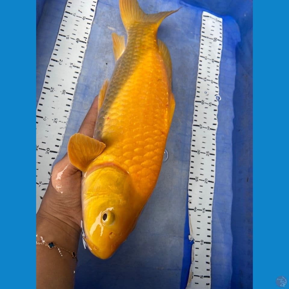 punuk karashi lemon 43 male~ fltr