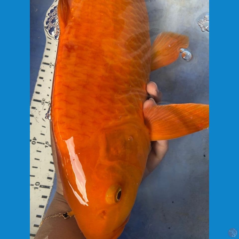 red chagoi 45 cm male ~fltr