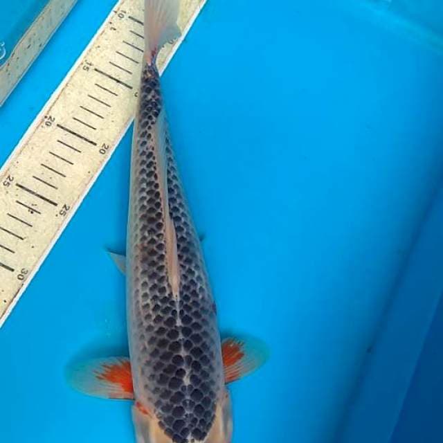 Asgi 35cm