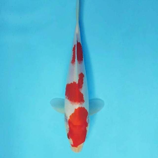 ASAGIRI 2 - KOHAKU 3 STEPS