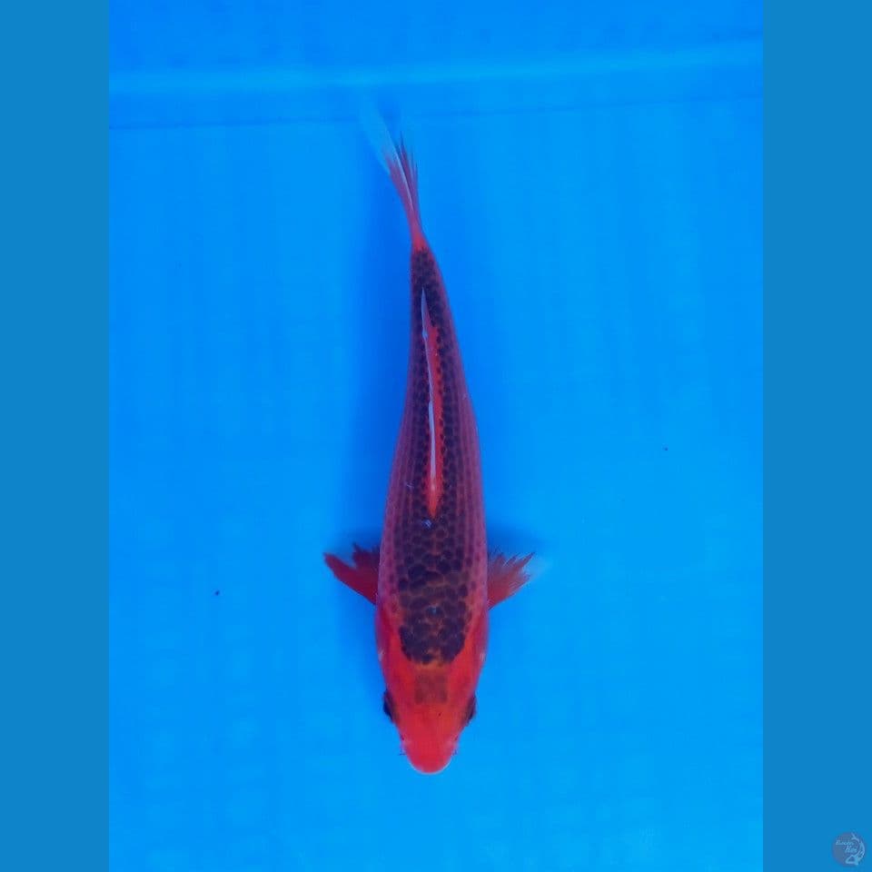 AKA MATSUBA 20CM