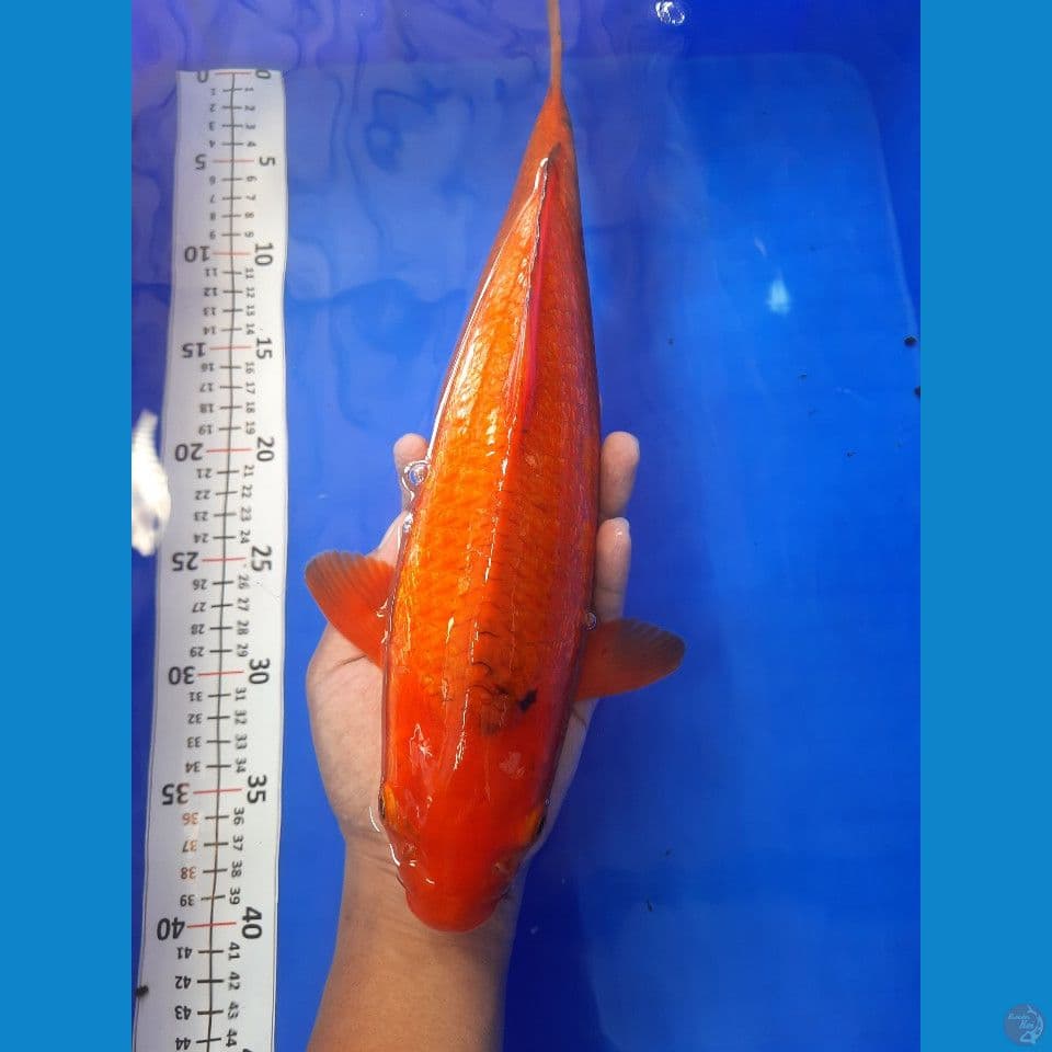 41cm karamel ginrin