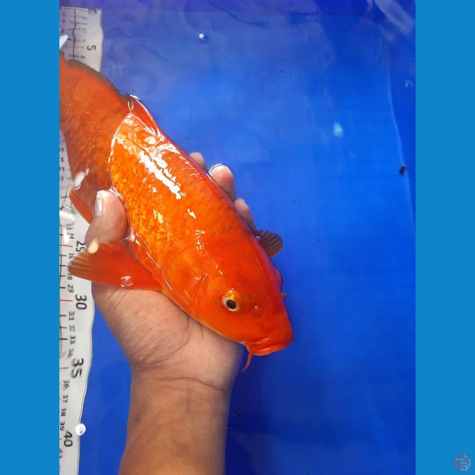 41cm karamel ginrin