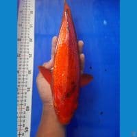 37cm karamel ginrin