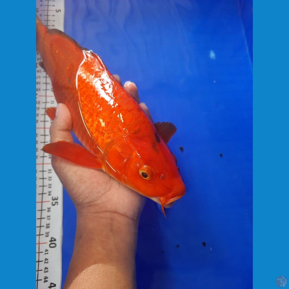 37cm karamel ginrin