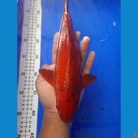31cm red chagoi jagung