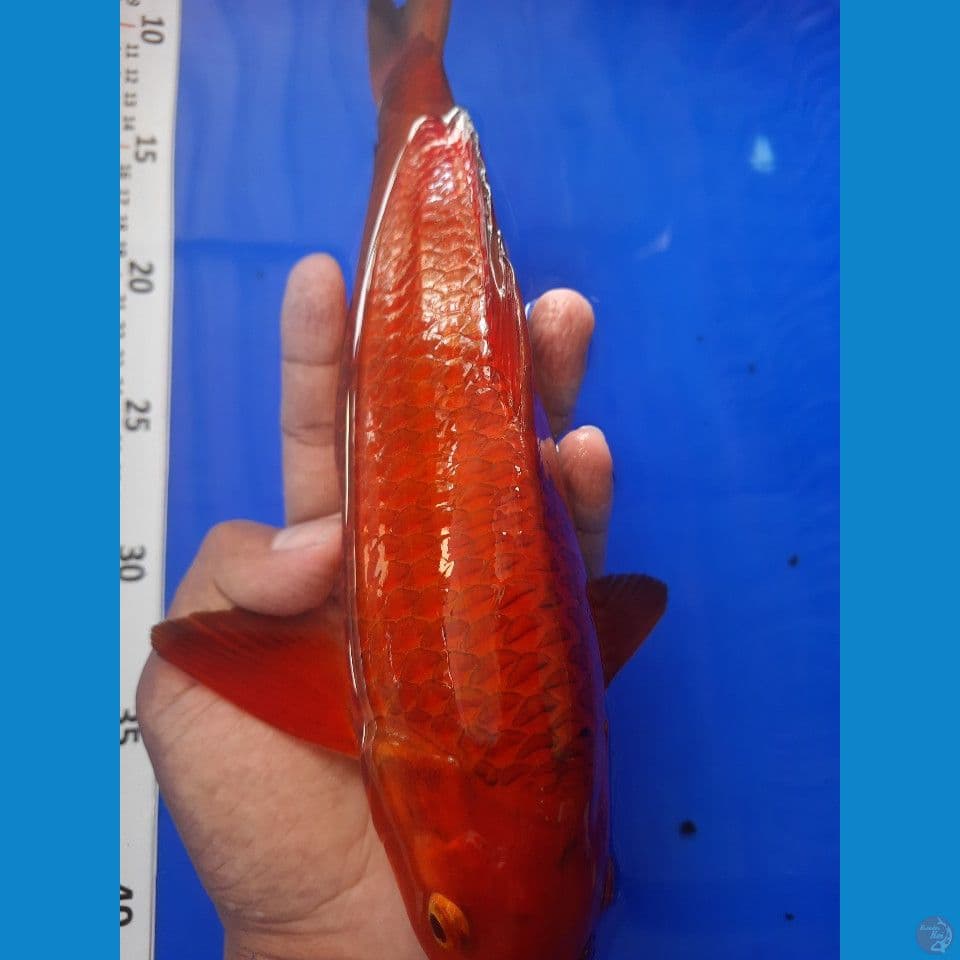 31cm red chagoi jagung