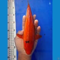 29cm karamel ginrin