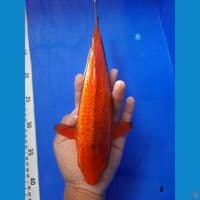 30cm karamel ginrin jagung bakar male