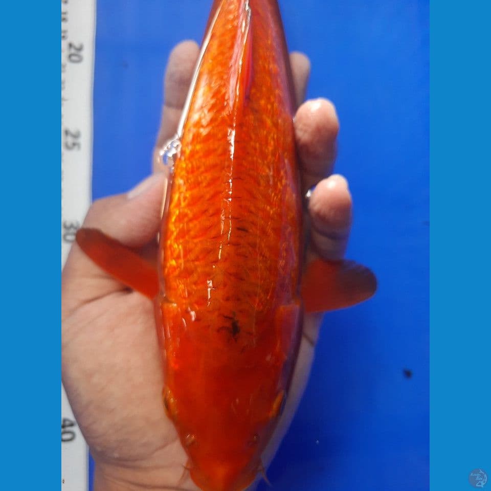 30cm karamel ginrin jagung bakar male