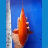 32cm