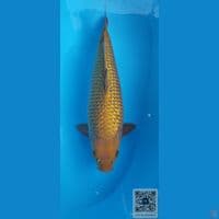 cagoi tembaga ginrin 