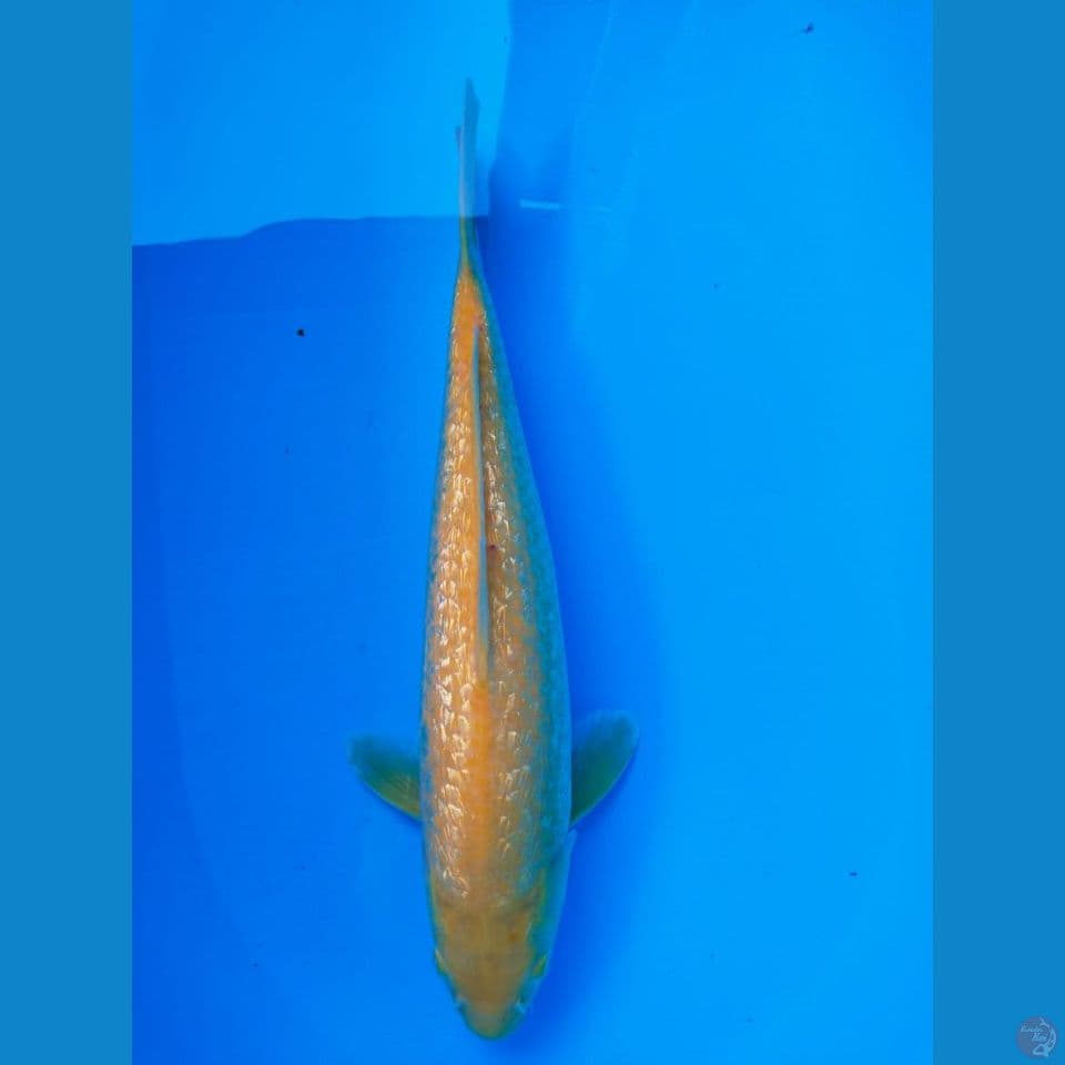 karasi 45cm MM jantan