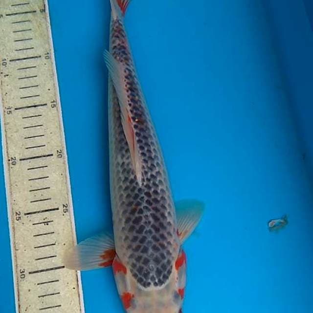 Asagi 36cm
