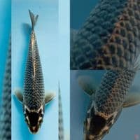 rare variety 25cm male