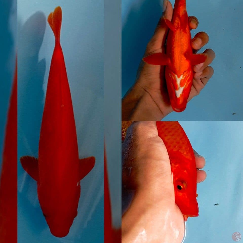 benigoi 23cm female