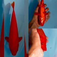 benigoi 23cm female