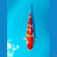 kohaku 37cm