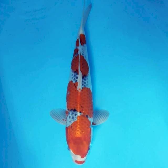 ASAGIRI 4 - GOSHIKI JUMBO